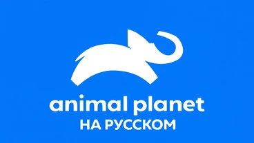Animal Planet — телеканал о животных