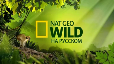 National Geographic Wild — телеканал о дикой природе